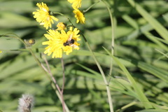Eristalis anthophorina