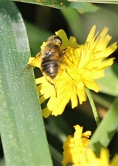 Eristalis anthophorina