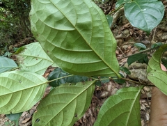 Glochidion zeylanicum