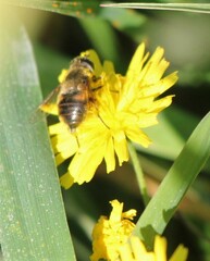 Eristalis anthophorina