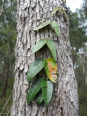 Parsonsia