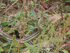 Thamnophis proximus proximus