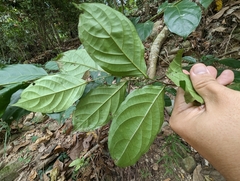 Glochidion zeylanicum