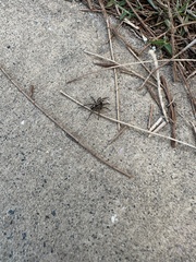 Artoriopsis