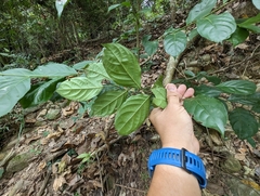 Glochidion zeylanicum