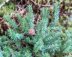 Erica carnea