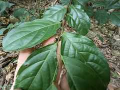 Glochidion zeylanicum