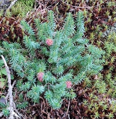 Erica carnea
