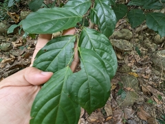 Glochidion zeylanicum