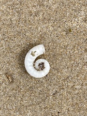 Spirula spirula
