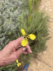 Moraea bellendenii