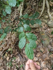 Glochidion zeylanicum