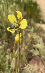 Moraea bellendenii