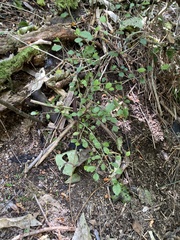 Streblus heterophyllus