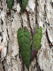 Parsonsia