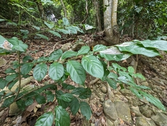 Glochidion zeylanicum