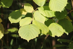 Corylus avellana