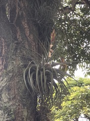 Tillandsia