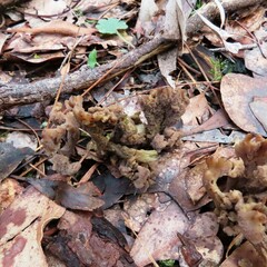 Clavulina vinaceocervina