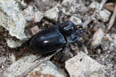 Trichogomphus mongol