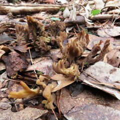 Clavulina vinaceocervina