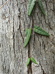 Parsonsia