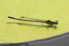 Austrocnemis splendida