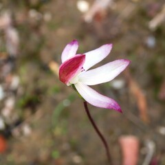 Caladenia moschata