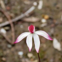 Caladenia moschata