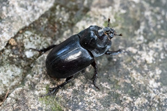 Trichogomphus mongol