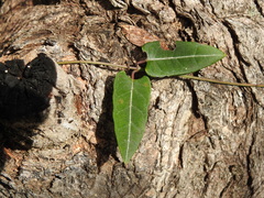 Parsonsia