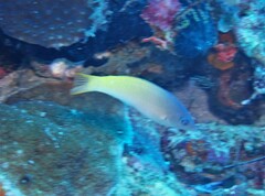 Halichoeres prosopeion