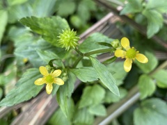 Ranunculus cantoniensis