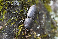 Serrognathus titanus platymelus