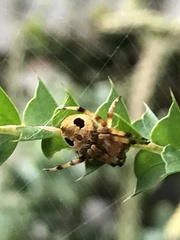 Salsa brisbanae