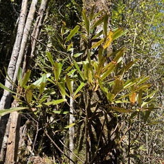 Myrsine salicina