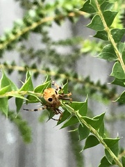 Salsa brisbanae