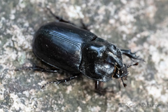 Trichogomphus mongol