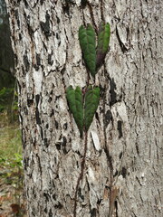 Parsonsia