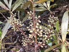 Myrsine salicina