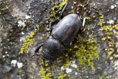 Serrognathus titanus platymelus