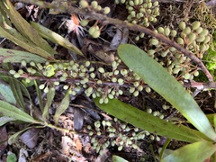 Myrsine salicina