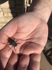 Philolithus sordidus