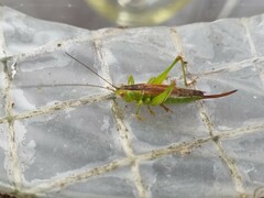 Conocephalus dorsalis