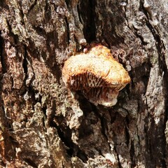 Hexagonia vesparia