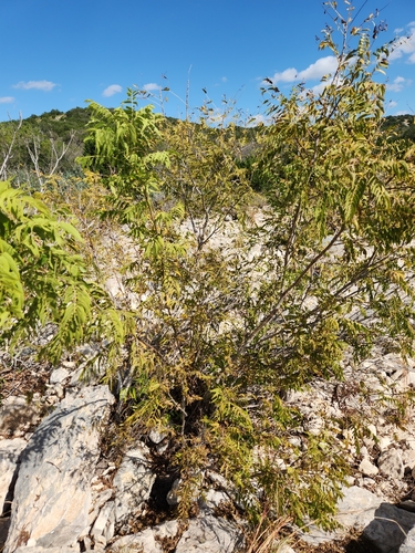 Image of Juglans microcarpa by (c) Jo Roberts, some rights reserved (CC BY)