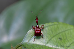 Centrocorynus