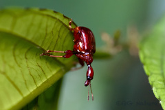 Centrocorynus