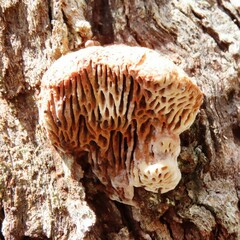 Hexagonia vesparia