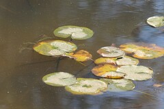Nymphaea odorata